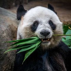熊二的梦 avatar
