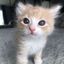 милые котики ^-^ коты Avatar
