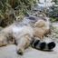 [НАБОР В АДМИНЫ] pallas's cat confessions Avatar
