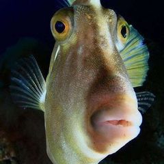 Рыбо чудит 🐟 avatar