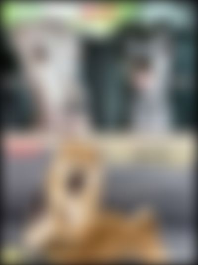 Post media background