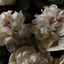 where the peony grow, marieverie! Avatar