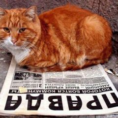 Правда и котики. avatar