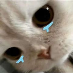 寒门奇趣妙妙屋 avatar