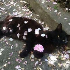 rest-yumi. avatar