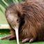 kiwi bird daily + cf [🥝❤️] Avatar