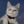 🐈‍⬛~ŤĤĘ ŦŘŪÊ ÇÃŢŁĀŊÐ~🐾 (сетка по котикам) avatar