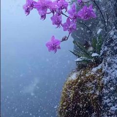 بهمن ۴۰۳ avatar