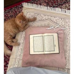 ﮼اللَّهُم جنِتك☾︎َِ . avatar