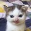 Just a humble cat Avatar