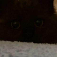 DAMNATION avatar