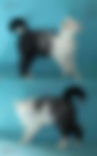 Post media background