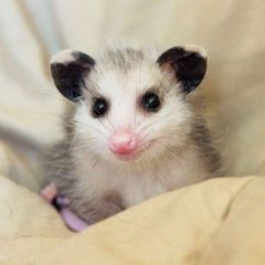 фуфлик avatar