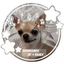 [🐕🍦] 𐔌 ｡𖦹°‧ ᴄhihuᴀhuᴀ ᴄᴏnfᴇssiᴏn + dᴀily 𐔌⋆. 𐙚 ˚ •° Avatar