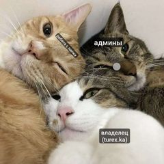 папка 0+ avatar