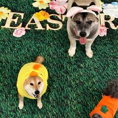 $DOGES - Elon Musk Confirmed The Dog Season By Posting a Picture of All His 'Doges' - PORTAL avatar