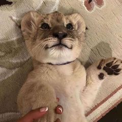 короче avatar