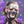Kaze's Ghostposting - Hyperfixation edition avatar