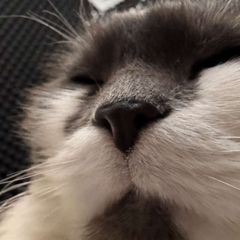 радіо хриня avatar