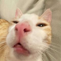 Котеки avatar