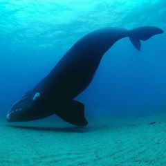 whales confession avatar