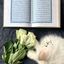 ﮼أسيل. Avatar