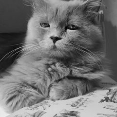 Котогалактика avatar