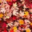 🍂 مینیمالیسم🍂 Avatar