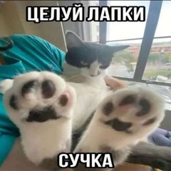 Задний карман картошки фри avatar