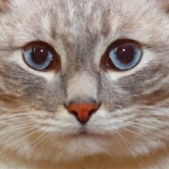 (не)смешные картинки avatar