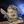 CatNews avatar