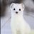 Matthew The Stoat Chat