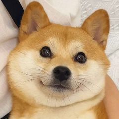 二狗福利站🍿吃瓜/猎奇/热点/搞笑 avatar