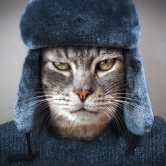 Кошкин Сибиряк avatar