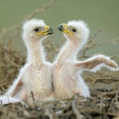 The Eagle flies free avatar