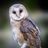 СОВЫ 🦉 ЧАТ