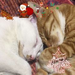 每日无数猫 avatar