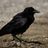 A Little Black Crow