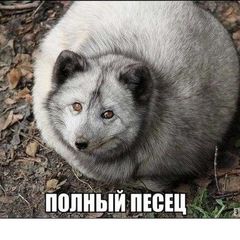 Главный Чат Поморья "ГЧП-29" avatar