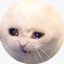 sad сat gamble Avatar