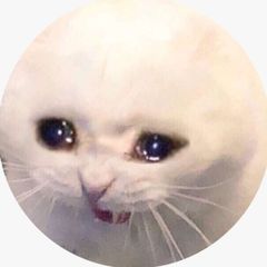 sad сat gamble avatar