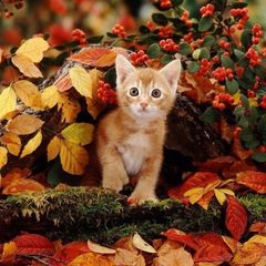 Концентрат кошенят🐈 avatar