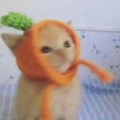 о ма гад poco avatar