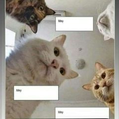 Коты и Наташа (иногда) 🐱🐱🐱👩‍🦰 avatar