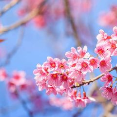 Естетика 🌸 🦋 🌄 | Картинки, фото - заставки та шпалери | Pictures Wallpaper avatar