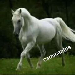 Caminantes Universales internacional avatar