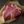 USDA PRIME MEMES avatar