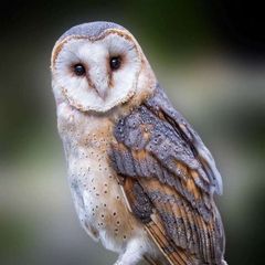 СОВЫ 🦉 avatar