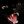 EN EREBOS PHOS avatar