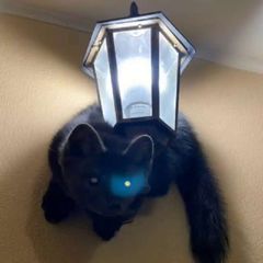 Hourly Martens avatar